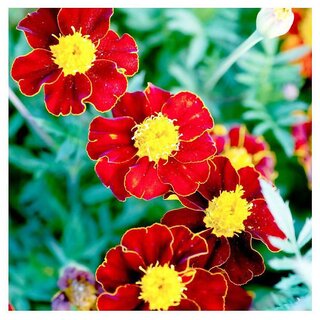                       Red Merigold Winter Flower Seeds with Coco Peat Seed Starter                                              