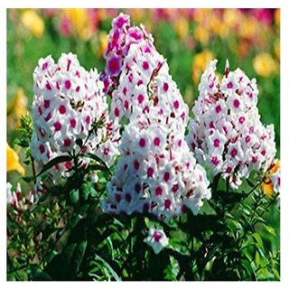                       Perennial phlox Winter Flower Seeds with Coco Peat Seed Starter                                              