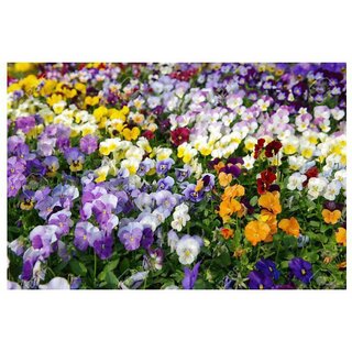                      Outsidepride Pansy Black Mix Color Winter Flower Seeds with Coco Peat Seed Starter                                              