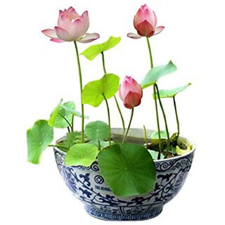                       Pink Lotus Flower 10 Seeds Pack                                              