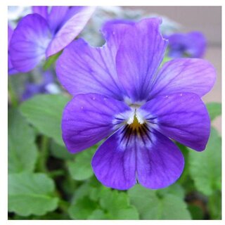                       Small Blue Pansy and Mix Color Winter Flower Seeds with Coco Peat Seed Starter                                              