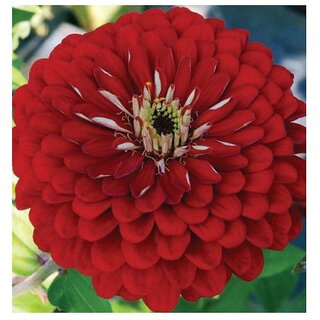                       Zinnia Giant Dahlia Scarlet Summer Flower Seeds with Coco Peat Seed Starter                                              