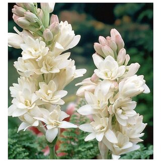                       5 Tuberose flowering bulbs for Planting in the Garden                                              