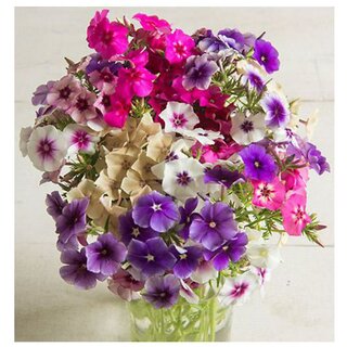                       Phlox Art Shades Mix Flower Seeds with Coco Peat Seed Starter                                              