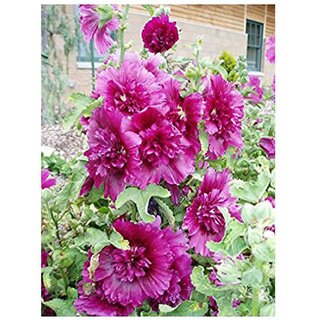                       Queeny Purple and mix color Hollyhock  Flower Seeds with Coco Peat Seed Starter                                              