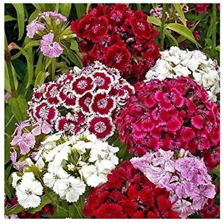                       Sweet William Mixture Dianthus barbatus Winter Flower Seeds with Coco Peat Seed Starter                                              