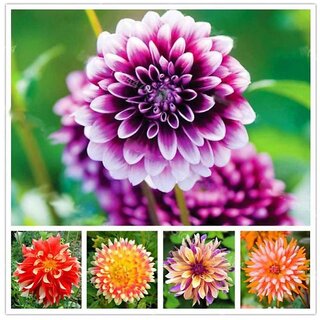                       Rare Beautiful Perennial Dahlia Winter Flower Seeds with Coco Peat Seed Starter                                              