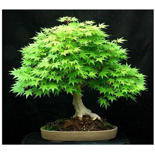                       Japanese Maple (acer palmatum)  Bonsai Suitable Maple Tree Seeds                                              