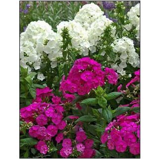                       PHLOX Paniculata Winter Flower Seeds with Coco Peat Seed Starter                                              