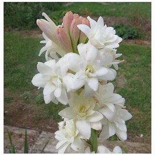                       Rajnigandha Double Flowering Fragrant Polianthes Tuberosa Flower Bulbs/Seeds 5 Pcs                                              