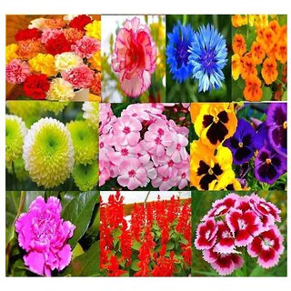 Combo Offer- 10  Variety of Beautiful Summer Flower Seeds