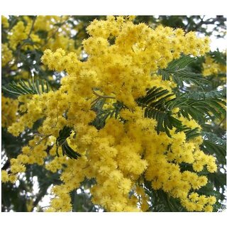                       Golden Mimosa , Acacia Baileyana Yellow Flower Tree Seeds                                              