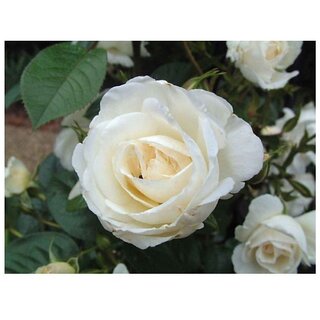                       White Rose Fresh Exotic  Flower Seeds                                              