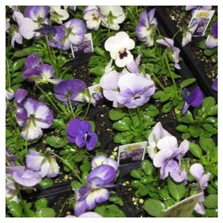                       Sorbet Viola pansy Mix Winter Flower Seeds Pack with Coco Peat Seed Starter                                              