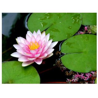                       Lotus Plant Seeds For Your Terrace Garden By                                              