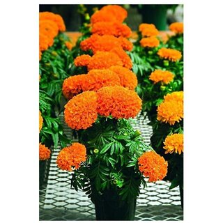                       Aztec Marigold Winter Flower Seeds with Coco Peat Seed Starter                                              