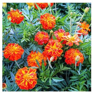                      Marigold Mix Winter Flower Seeds with Coco Peat Seed Starter                                              