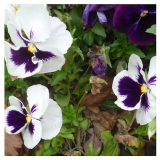                       Pansy White Spot Viola Tricolor Winter Flower Seeds with Coco Peat Seed Starter                                              