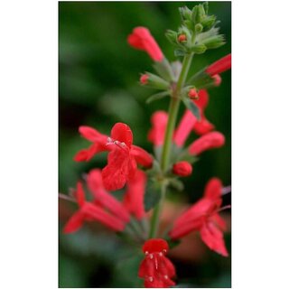                       PINEAPPLE SAGE Red Salvia Elegans Winter Flower Seeds with Coco Peat Seed Starter                                              