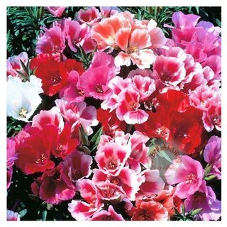                      Godetia Grandiflora Winter Flower Seeds with Coco Peat Seed Starter                                              