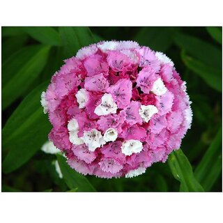                       WEE WILLIE Dwarf SWEET WILLIAM Winter Flower Seeds with Coco Peat Seed Starter                                              