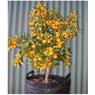                       Indoor Dwarf citrus kumquat Orange Fruit Seed for Growing 10 Seeds/Bag                                              