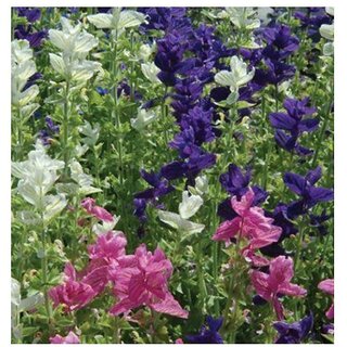                       Salvia Marble Arch Mix Winter Flower Seeds with Coco Peat Seed Starter                                              