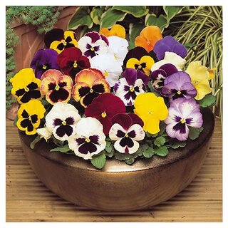                       Sunburst Pansy Winter Flower Seeds with Coco Peat Seed Starter                                              