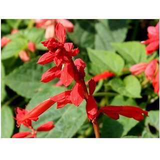                       Lady-In-Red Salvia Winter Flower Seeds with Coco Peat Seed Starter                                              