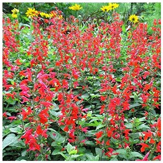                       Wildflower Salvia Scarlet Sage  Winter Flower Seeds with Coco Peat Seed Starter                                              