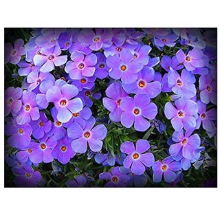                       Lemhi Purple Phlox Winter Flower Seeds with Coco Peat Seed Starter                                              