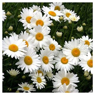                       Daisy Shasta Winter Flower Seeds with Coco Peat Seed  Starter                                              