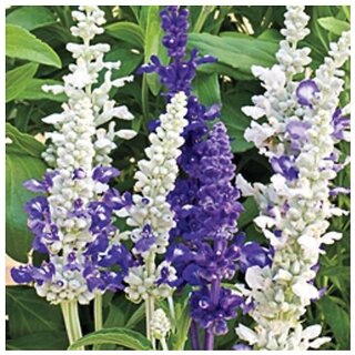                      SALVIA SEASCAPE Winter Flower Seeds with Coco Peat Seed Starter                                              