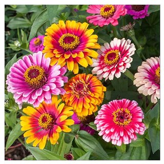                       Zinnia Giant Dahlia  Winter Flower Seeds with Coco Peat Seed Starter                                              