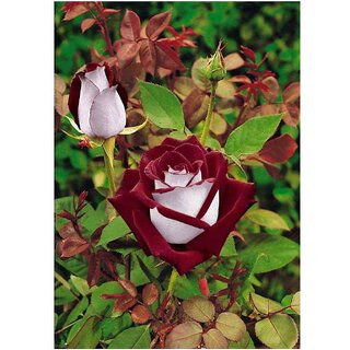                       Fresh Exotic Blood Red and White Rare Rose Flower Seeds                                              