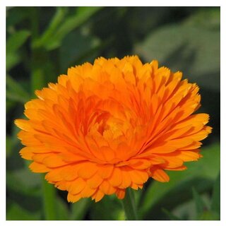                       Marigold Calendula Offcinalis Winter Flower Seeds with Coco Peat Seed Starter                                              