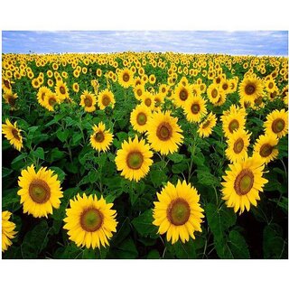                       Two Types of Attractive Sun Flower Seeds                                              