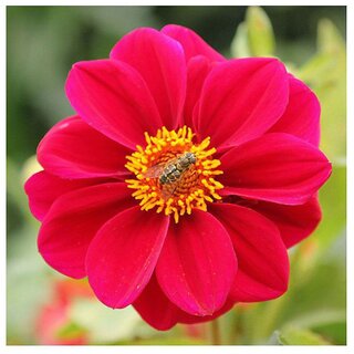                       Red Dahlia Pinnate Winter Flower Seeds with Coco Peat Seed Starter                                              