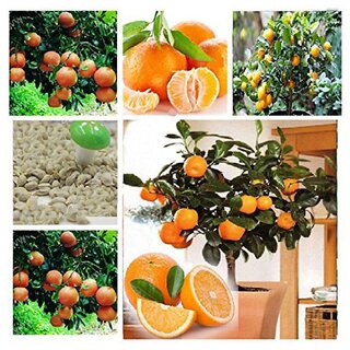                      Bonsai Suitable Orange Fruit Seeds                                              