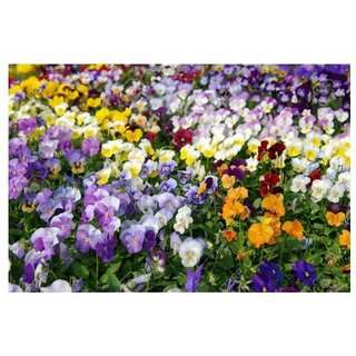                       Viola Pansy All Season Mix Winter Flower Seeds with Coco Peat Seed Starter                                              