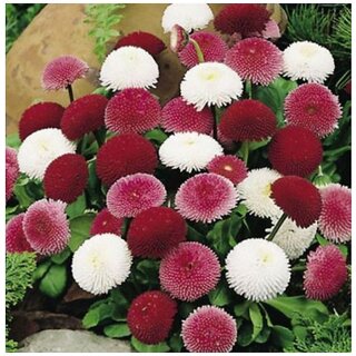                       English Daisy Bellis Perennis Winter Flower Seeds with Coco Peat Seed Starter                                              