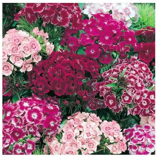                       Sweet William Heirloom Winter Flower Seeds with Coco Peat Seed Starter                                              