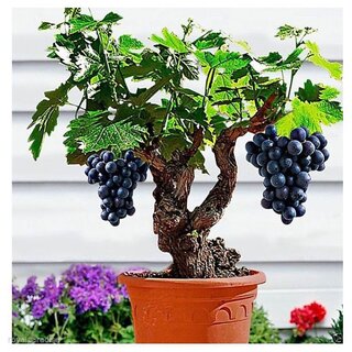                       s 20 Pcs Seeds Grape Organic Fruit Nutrient Vine Indoor Bonsai Suitable Tree Seeds                                              