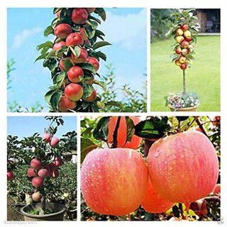                       Bonsai Suitable Apple Tree Seeds Home Yard Outdoor Living Fruit 10 seeds                                              
