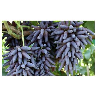                       10 Seeds Witch Finger Grape Vine Seeds Juicy Fruit Seeds                                              