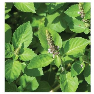                       Basil Tulsi Holy (Green 500 Seeds) All Season Herb Seeds with Coco Peat Seed Starter                                              