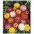 Paper Mixed Flowers Organic Seeds by Indiaca or Florina Pack of 5- (50 Seeds Each)