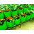 JAS AGRO Terrace Gardening Leafy Vegetable Green Grow Bag (12 X 12) - (Pack of 10)