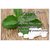 Xerovia Stevia Extract (98 Reb-A), Sugarfree - 100 Tablets