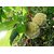 Puspita Nursery Rare Sugar-Apple Sitafal fruit Plant (Annona squamosa) Rare Variety Fresh  Healthy Pl